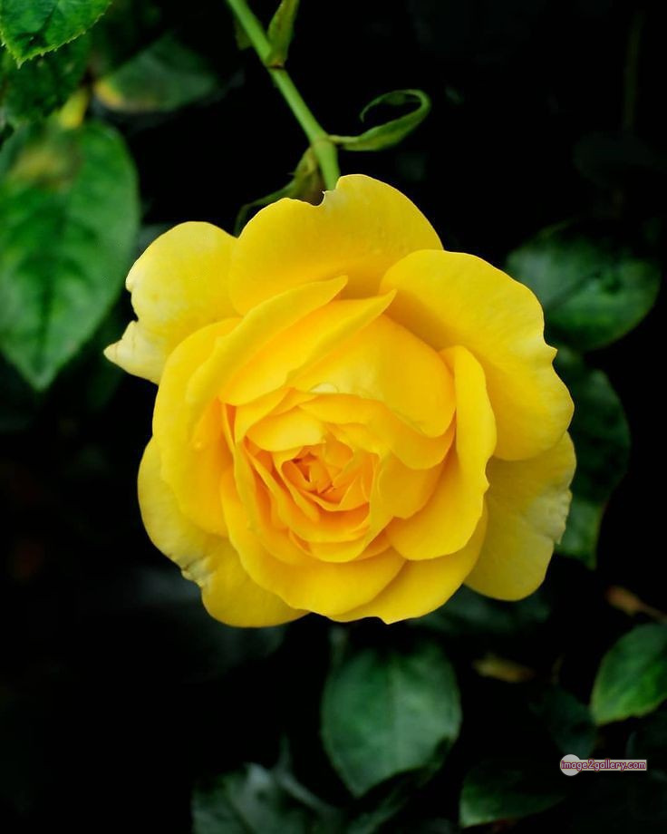 3300+ Beautiful Rose Flowers Image | Rose Flower HD Pic Download | 479 pretty yellow rose -(16)