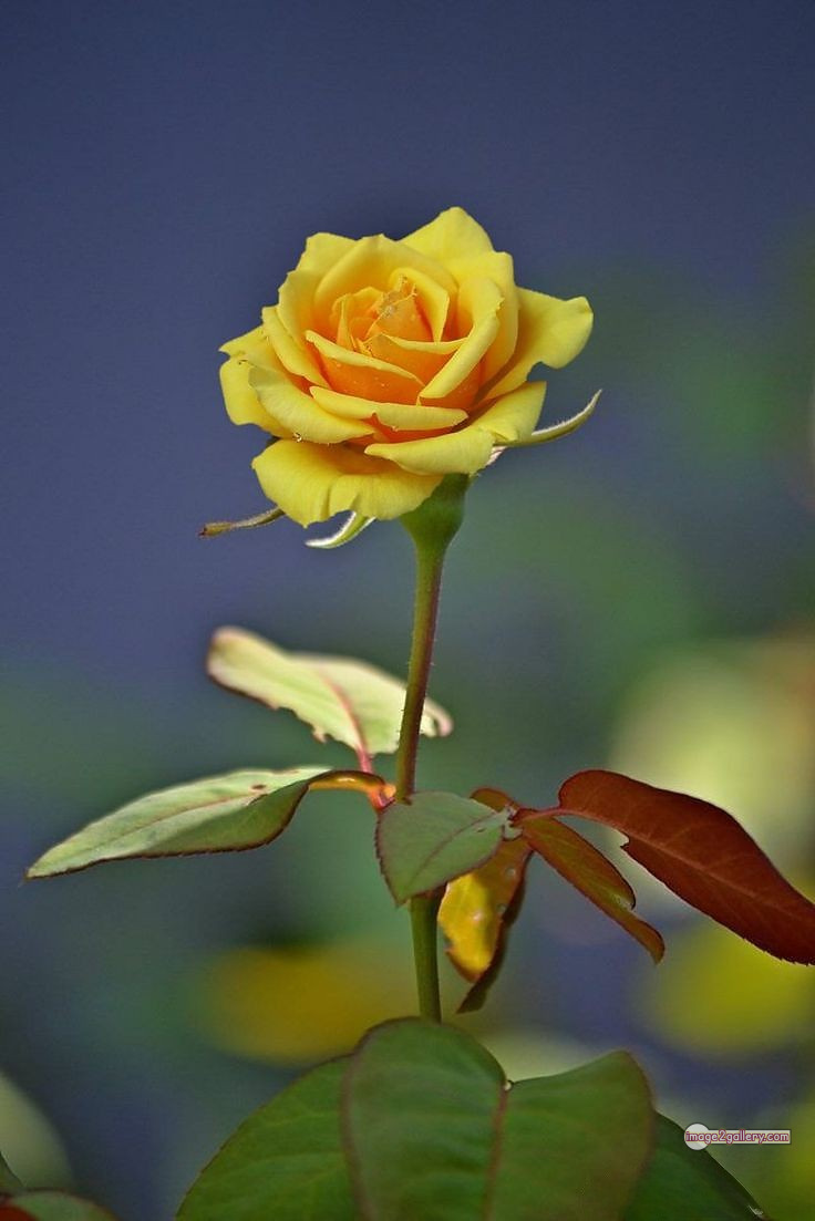 3300+ Beautiful Rose Flowers Image | Rose Flower HD Pic Download | 509 pretty yellow rose -(17)