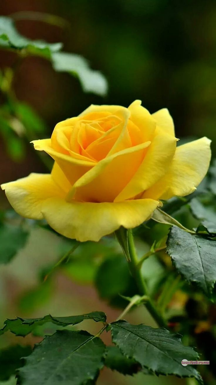 3300+ Beautiful Rose Flowers Image | Rose Flower HD Pic Download | 418 pretty yellow rose -(2)