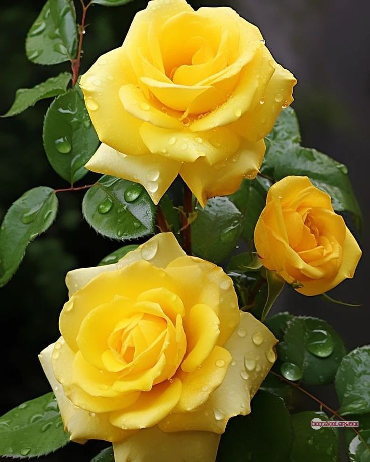 3300+ Beautiful Rose Flowers Image | Rose Flower HD Pic Download | 1466 pretty yellow rose -(3)