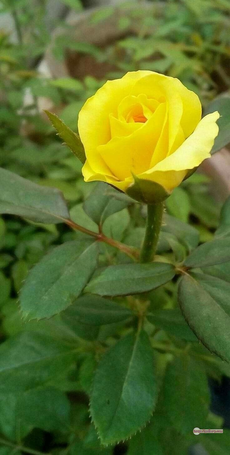 3300+ Beautiful Rose Flowers Image | Rose Flower HD Pic Download | 1673 pretty yellow rose -(4)