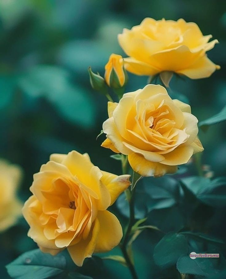 3300+ Beautiful Rose Flowers Image | Rose Flower HD Pic Download | 874 pretty yellow rose -(5)