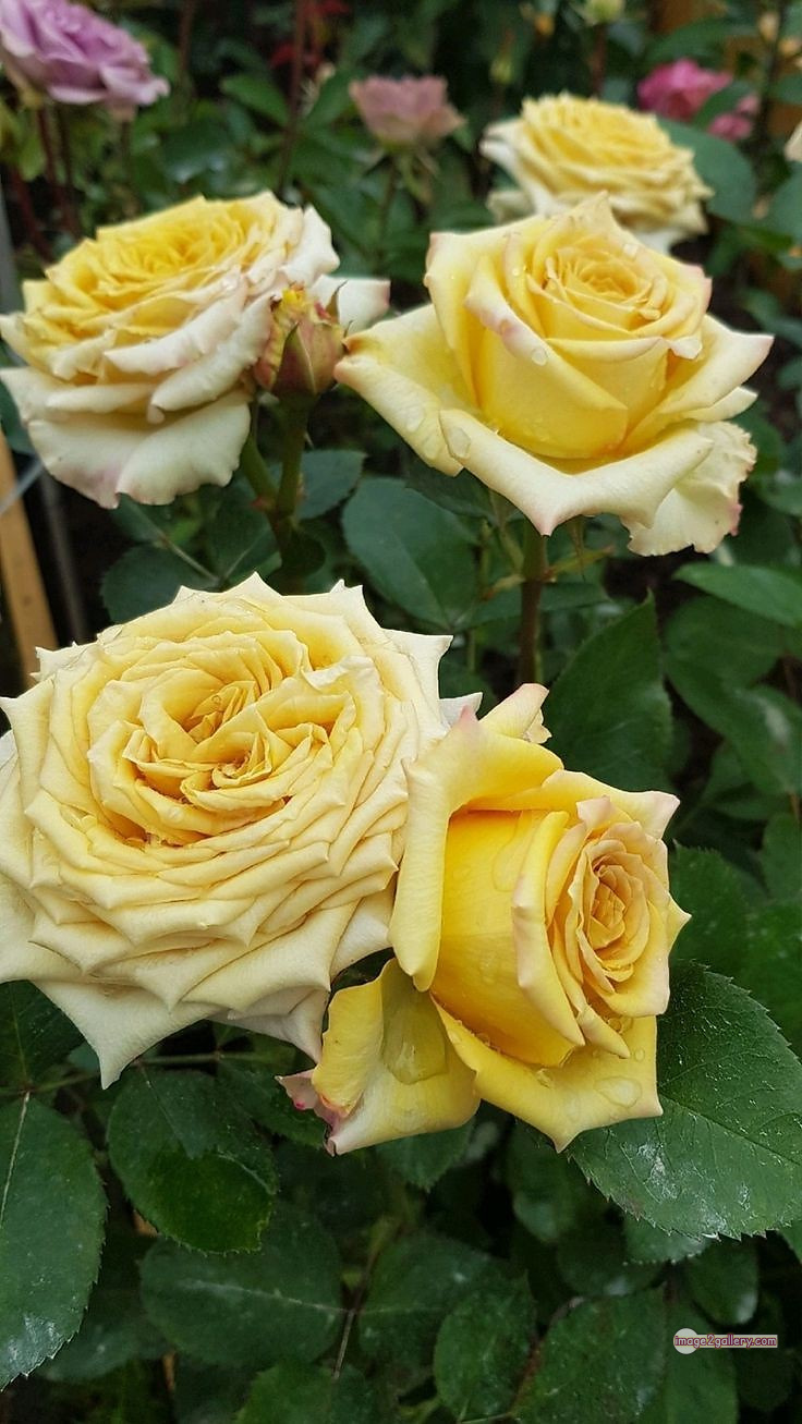 3300+ Beautiful Rose Flowers Image | Rose Flower HD Pic Download | 1468 pretty yellow rose -(6)