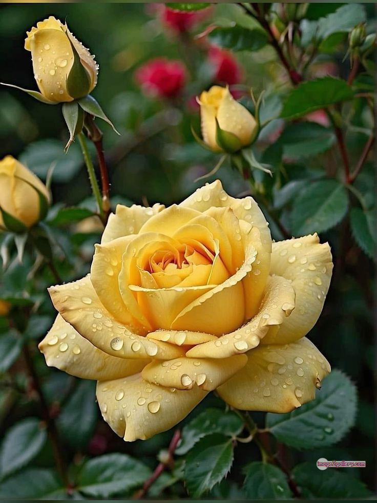 3300+ Beautiful Rose Flowers Image | Rose Flower HD Pic Download | 876 pretty yellow rose -(7)