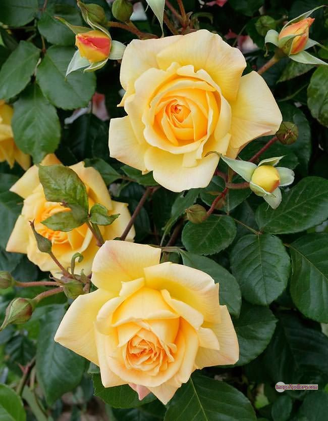 3300+ Beautiful Rose Flowers Image | Rose Flower HD Pic Download | 877 pretty yellow rose -(9)