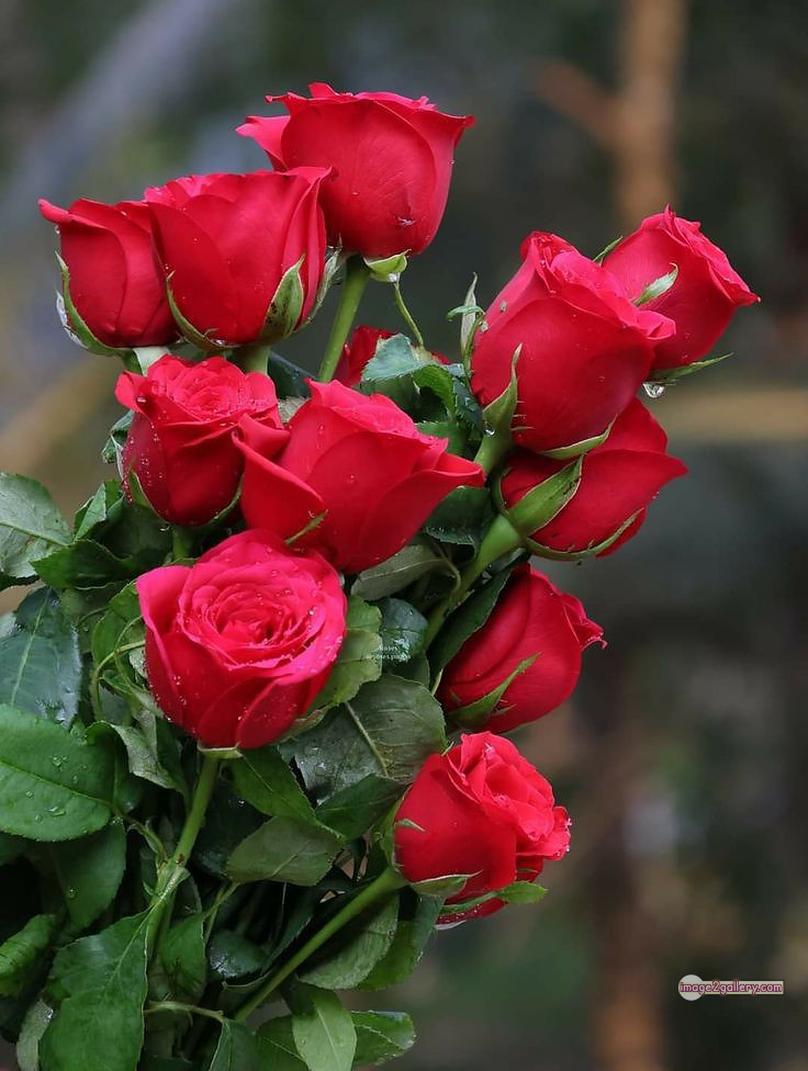 3300+ Beautiful Rose Flowers Image | Rose Flower HD Pic Download | 1785 red rose bouquets -(1)