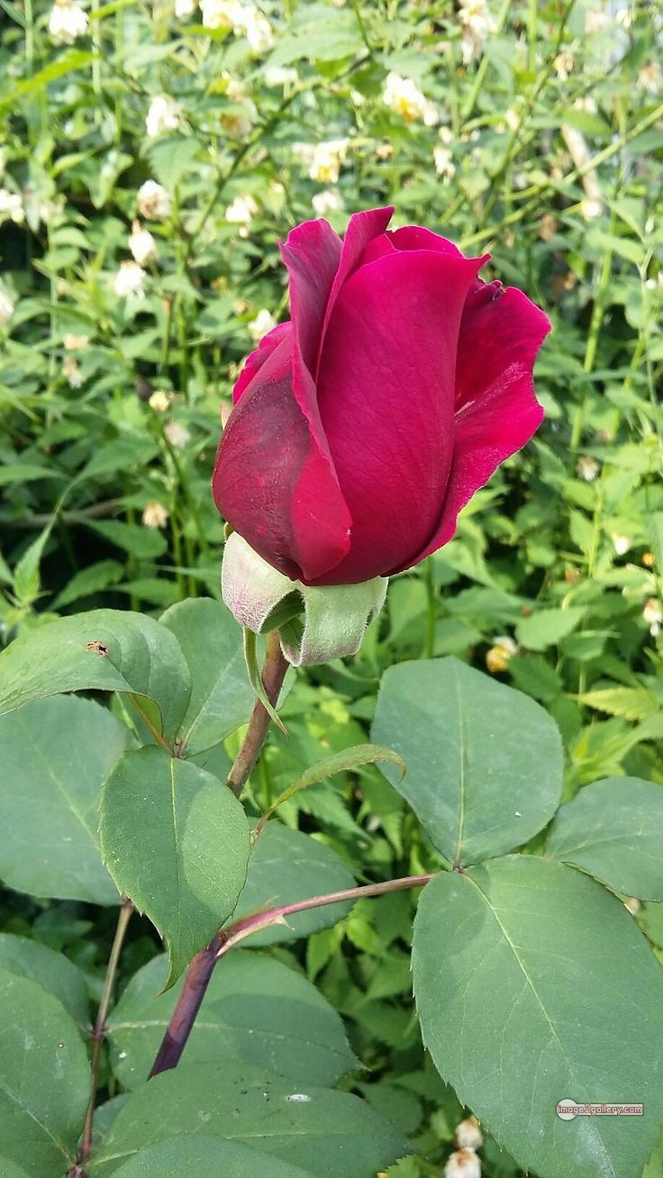 3300+ Beautiful Rose Flowers Image | Rose Flower HD Pic Download | 1969 red rose bouquets -(10)