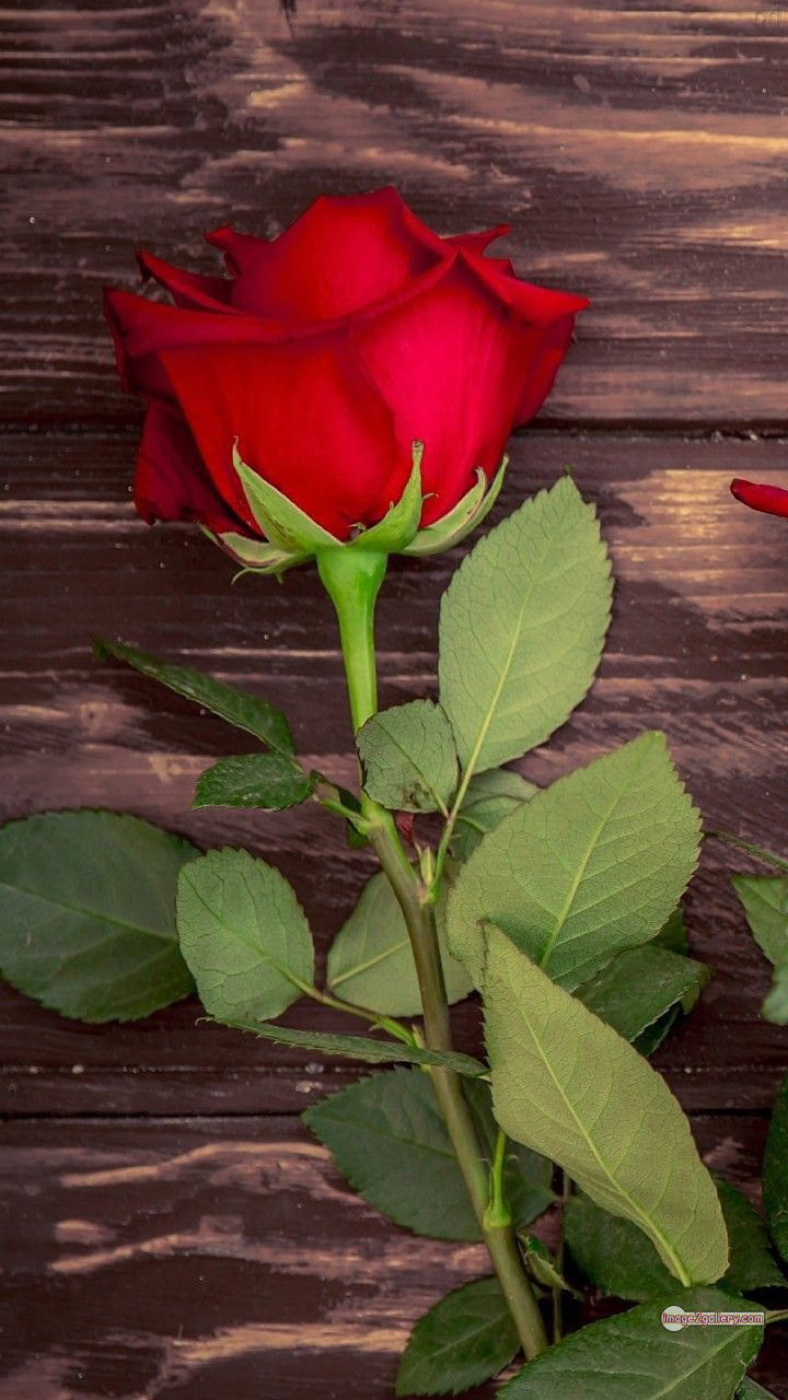 3300+ Beautiful Rose Flowers Image | Rose Flower HD Pic Download | 2014 red rose bouquets -(12)
