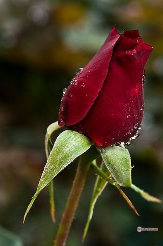 3300+ Beautiful Rose Flowers Image | Rose Flower HD Pic Download | 2092 red rose bouquets -(13)