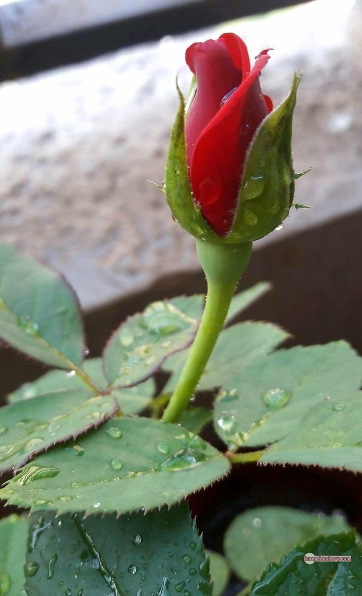3300+ Beautiful Rose Flowers Image | Rose Flower HD Pic Download | 2090 red rose bouquets -(14)