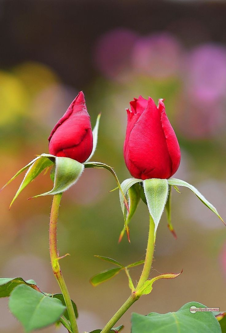 3300+ Beautiful Rose Flowers Image | Rose Flower HD Pic Download | 614 red rose bouquets -(15)