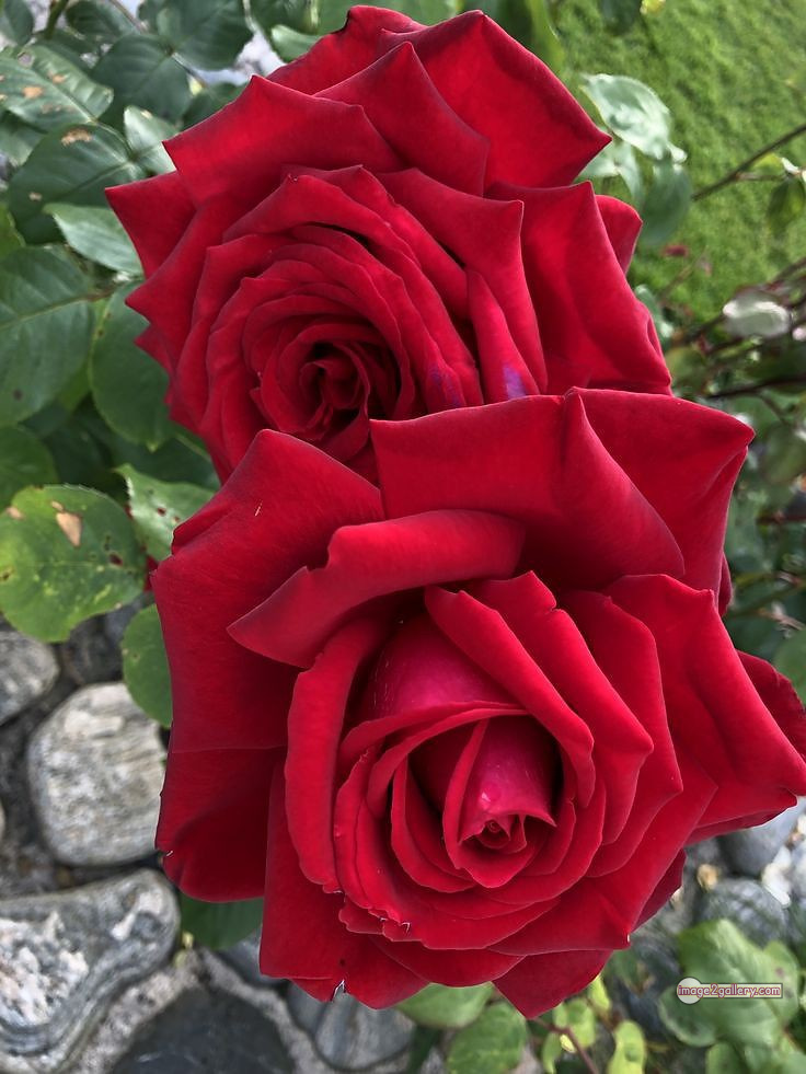 3300+ Beautiful Rose Flowers Image | Rose Flower HD Pic Download | 2091 red rose bouquets -(3)