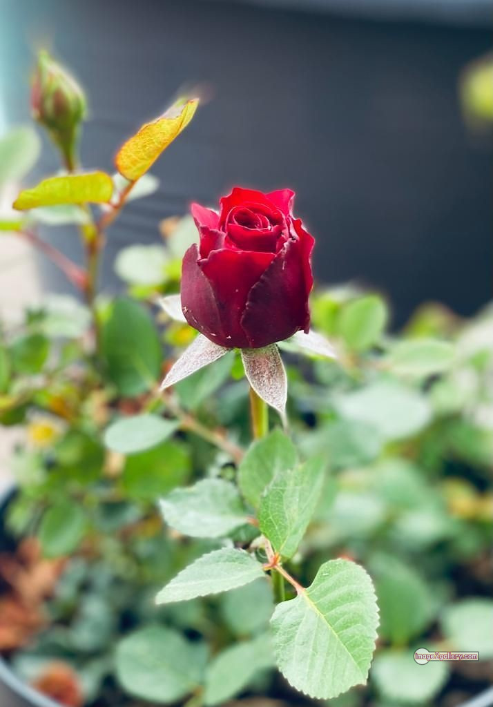 3300+ Beautiful Rose Flowers Image | Rose Flower HD Pic Download | 1970 red rose bouquets -(7)