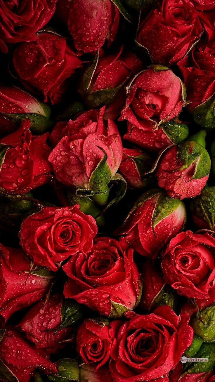 3300+ Beautiful Rose Flowers Image | Rose Flower HD Pic Download | 3015 red rose dp -(1)