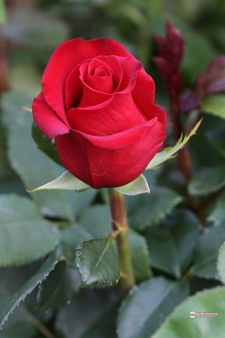3300+ Beautiful Rose Flowers Image | Rose Flower HD Pic Download | 1235 red rose dp -(10)