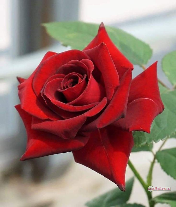 3300+ Beautiful Rose Flowers Image | Rose Flower HD Pic Download | 1236 red rose dp -(12)