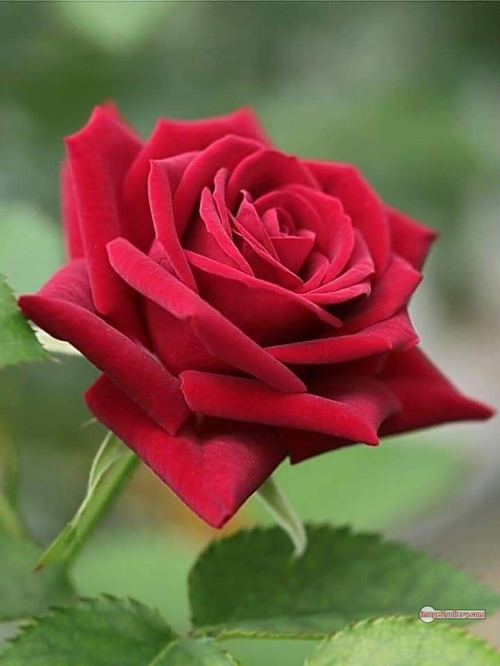 3300+ Beautiful Rose Flowers Image | Rose Flower HD Pic Download | 2976 red rose dp -(13)