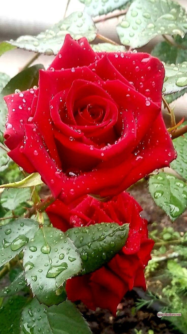 3300+ Beautiful Rose Flowers Image | Rose Flower HD Pic Download | 361 red rose dp -(14)