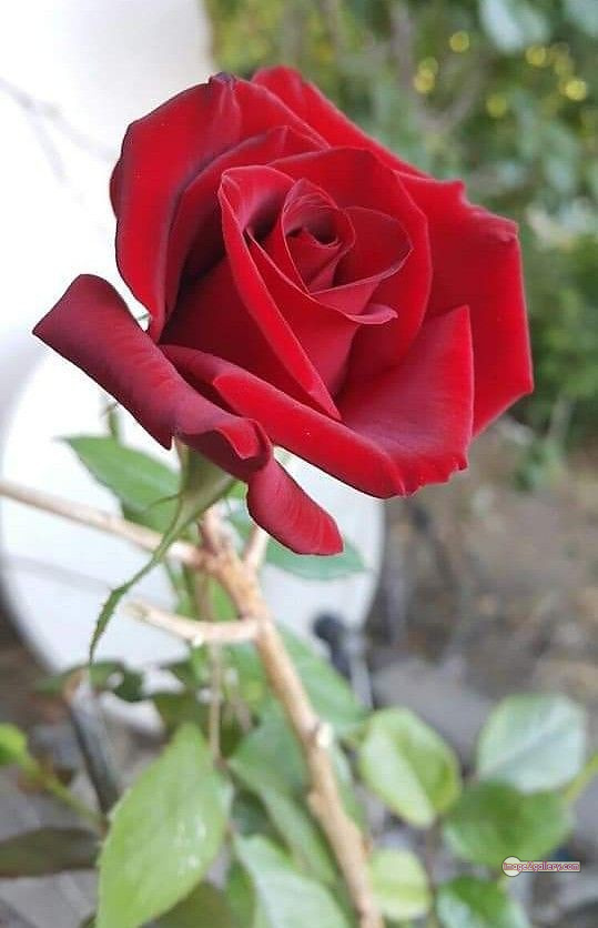 3300+ Beautiful Rose Flowers Image | Rose Flower HD Pic Download | 3065 red rose dp -(15)