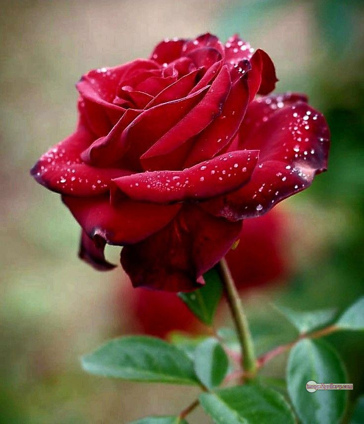 3300+ Beautiful Rose Flowers Image | Rose Flower HD Pic Download | 599 red rose dp -(5)