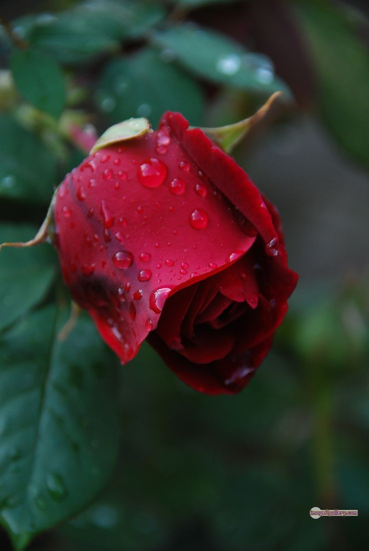 3300+ Beautiful Rose Flowers Image | Rose Flower HD Pic Download | 3063 red rose dp -(6)