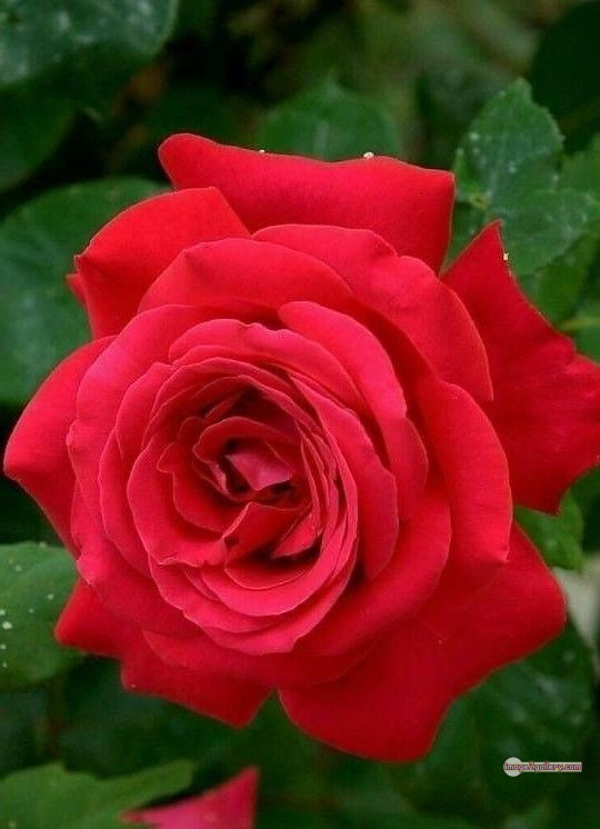 3300+ Beautiful Rose Flowers Image | Rose Flower HD Pic Download | 2797 red rose dp -(9)