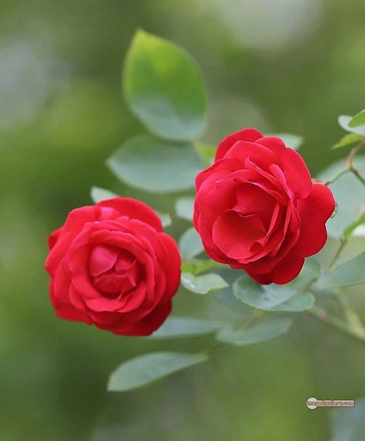 3300+ Beautiful Rose Flowers Image | Rose Flower HD Pic Download | 917 red rose flower -(10)