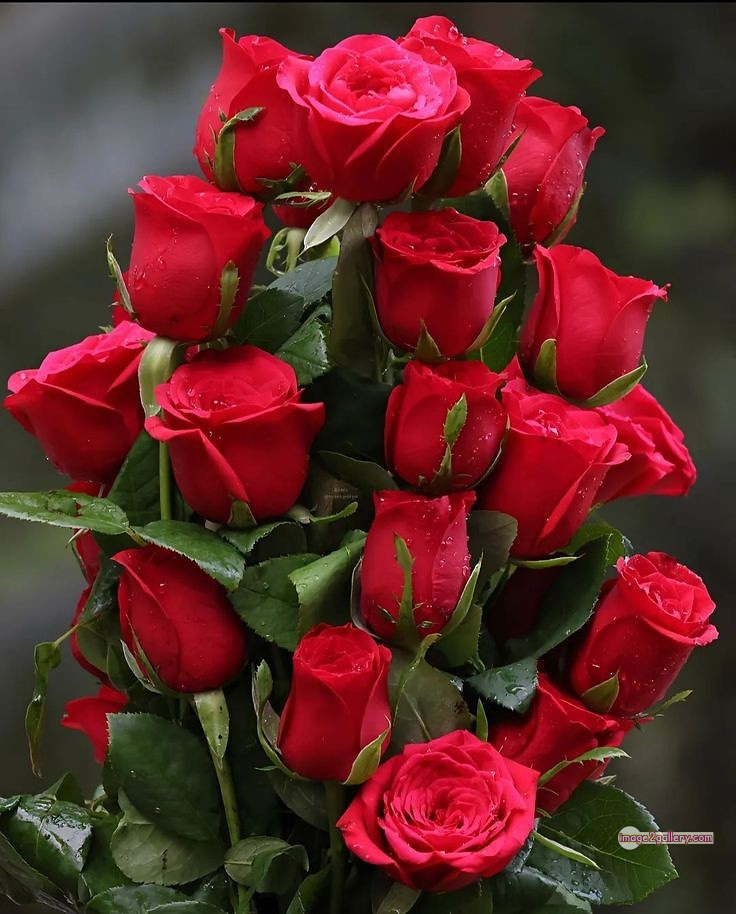 3300+ Beautiful Rose Flowers Image | Rose Flower HD Pic Download | 1139 red rose flower -(15)