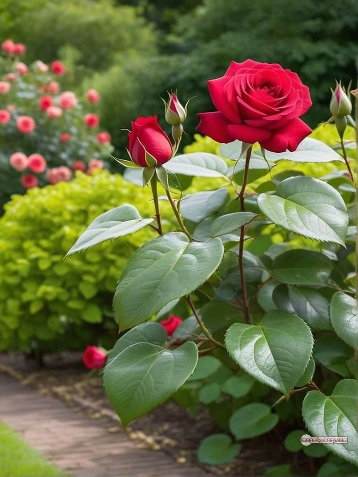 3300+ Beautiful Rose Flowers Image | Rose Flower HD Pic Download | 1874 red rose flower -(3)