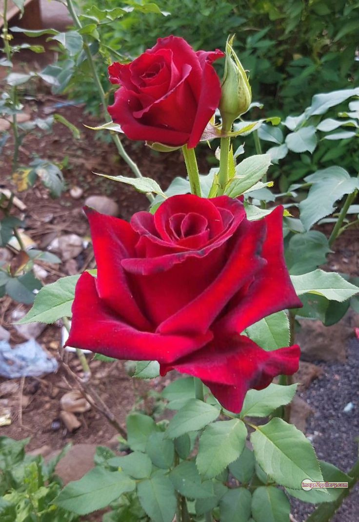 3300+ Beautiful Rose Flowers Image | Rose Flower HD Pic Download | 2089 red rose flower -(6)