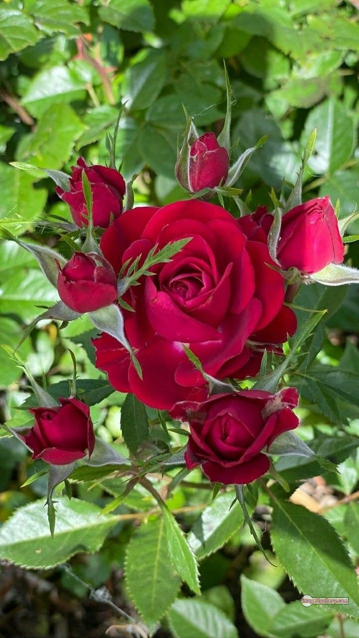 3300+ Beautiful Rose Flowers Image | Rose Flower HD Pic Download | 706 red rose flower bouquet -