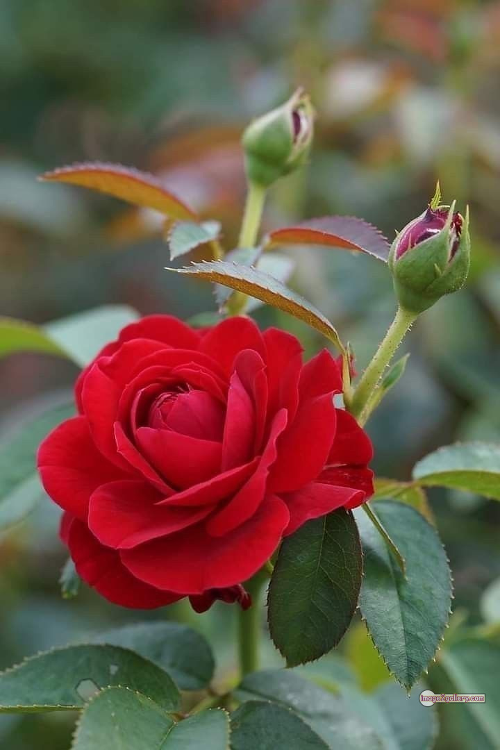 3300+ Beautiful Rose Flowers Image | Rose Flower HD Pic Download | 2230 red rose flower bouquet -(11)