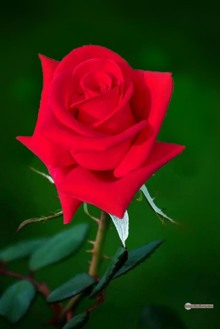 3300+ Beautiful Rose Flowers Image | Rose Flower HD Pic Download | 1818 red rose flower bouquet -(12)
