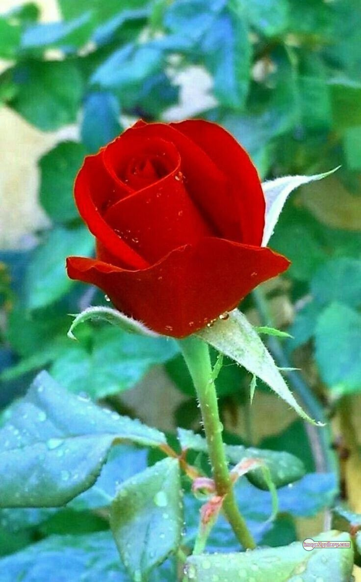 3300+ Beautiful Rose Flowers Image | Rose Flower HD Pic Download | 2231 red rose flower bouquet -(13)