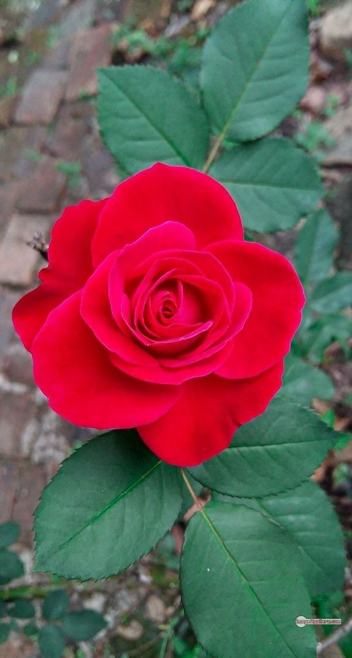 3300+ Beautiful Rose Flowers Image | Rose Flower HD Pic Download | 2229 red rose flower bouquet -(14)