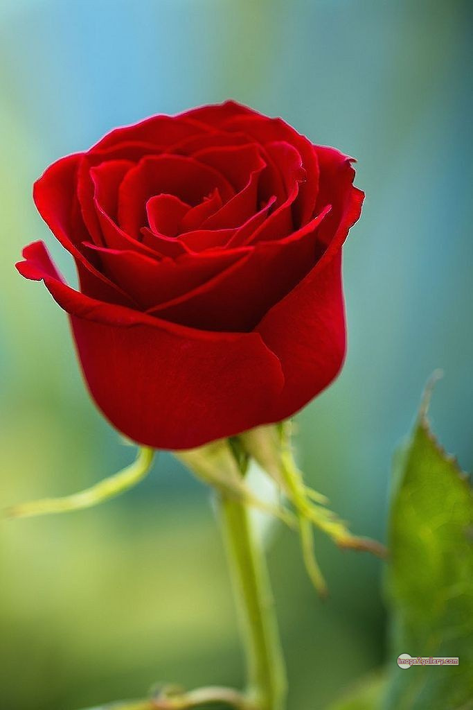3300+ Beautiful Rose Flowers Image | Rose Flower HD Pic Download | 843 red rose flower bouquet -(15)