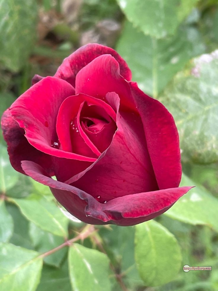 3300+ Beautiful Rose Flowers Image | Rose Flower HD Pic Download | 1925 red rose flower bouquet -(2)