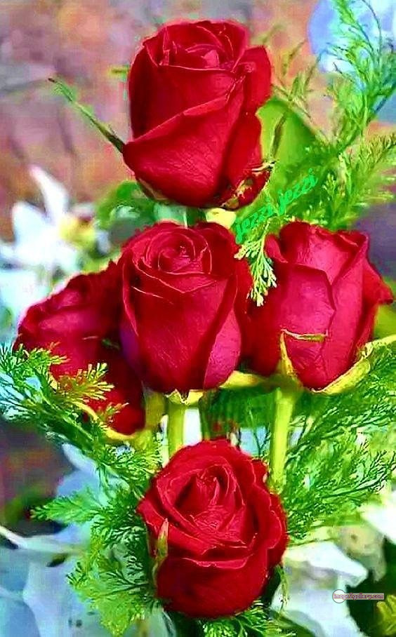 3300+ Beautiful Rose Flowers Image | Rose Flower HD Pic Download | 615 red rose flower bouquet -(4)