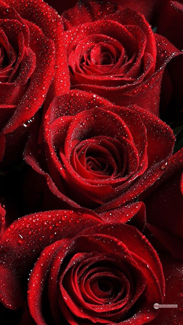 3300+ Beautiful Rose Flowers Image | Rose Flower HD Pic Download | 2133 red rose flower bunch -(12)