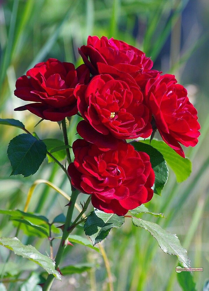 3300+ Beautiful Rose Flowers Image | Rose Flower HD Pic Download | 2135 red rose flower bunch -(2)