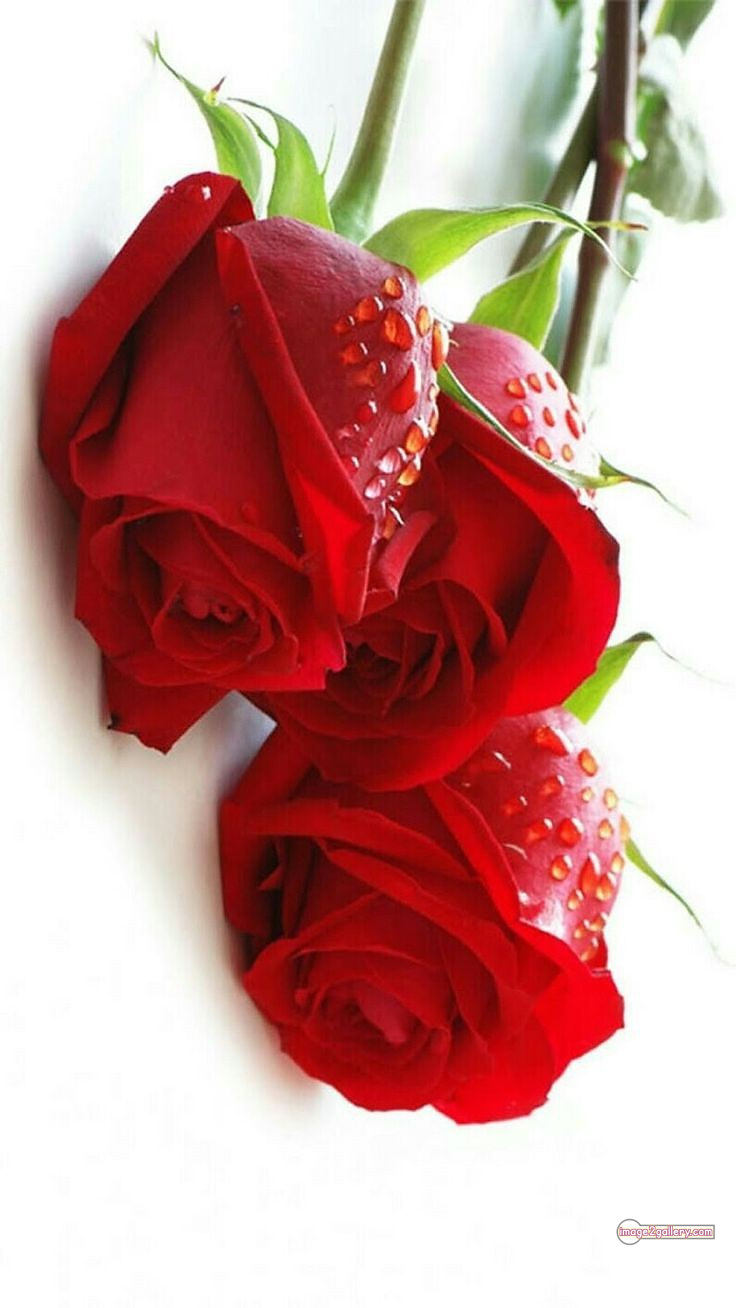 3300+ Beautiful Rose Flowers Image | Rose Flower HD Pic Download | 2083 red rose flower bunch -(6)