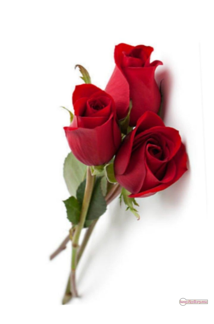 3300+ Beautiful Rose Flowers Image | Rose Flower HD Pic Download | 2146 red rose flower bunch -(7)