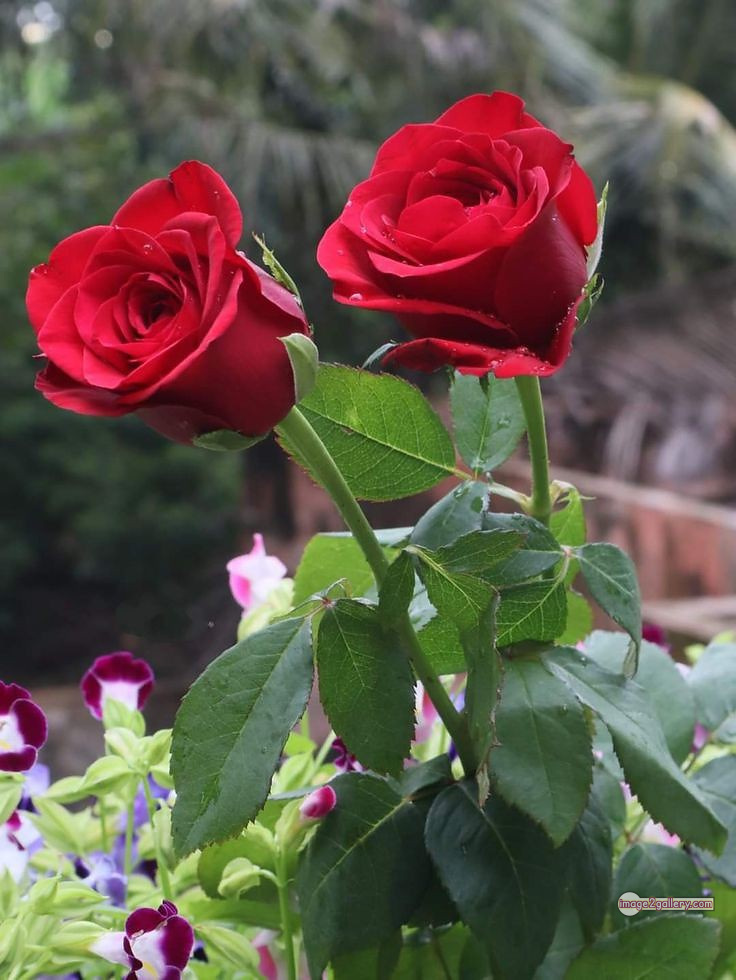 3300+ Beautiful Rose Flowers Image | Rose Flower HD Pic Download | 2145 red rose flower bunch -(8)