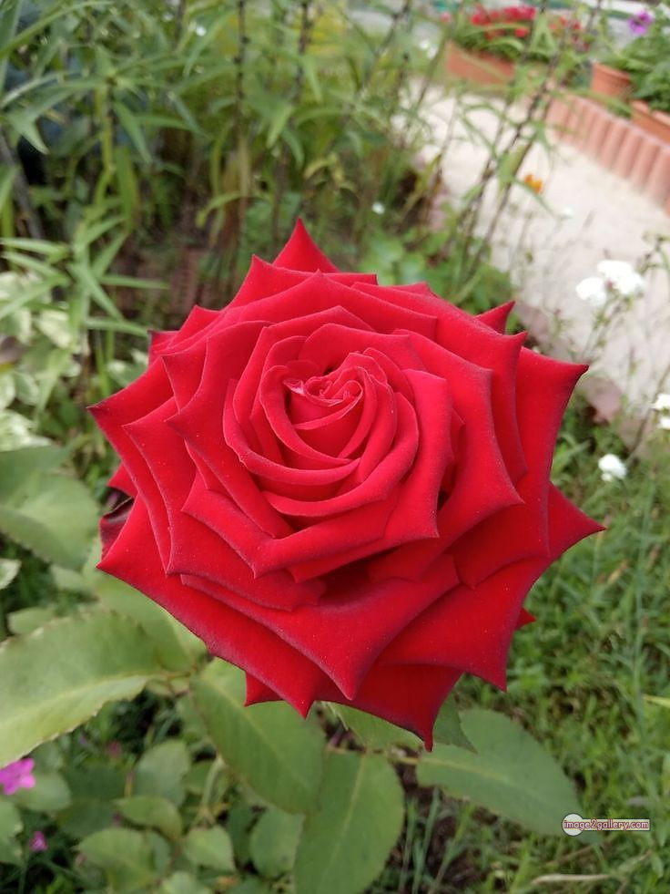 3300+ Beautiful Rose Flowers Image | Rose Flower HD Pic Download | 3071 red rose photo -