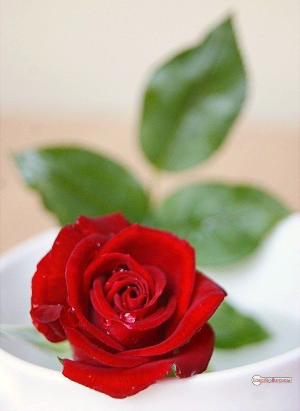 3300+ Beautiful Rose Flowers Image | Rose Flower HD Pic Download | 2948 red rose photo -(15)