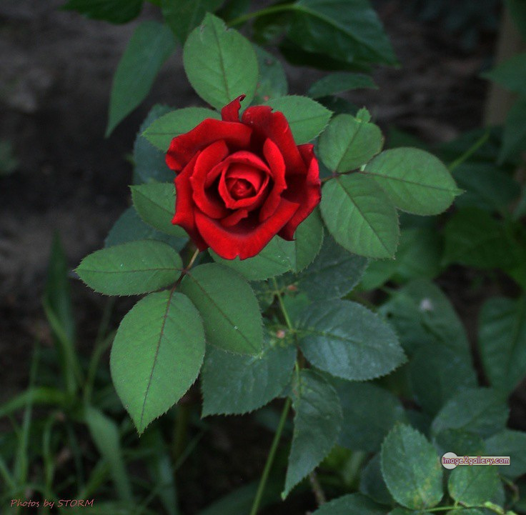3300+ Beautiful Rose Flowers Image | Rose Flower HD Pic Download | 2947 red rose photo -(16)