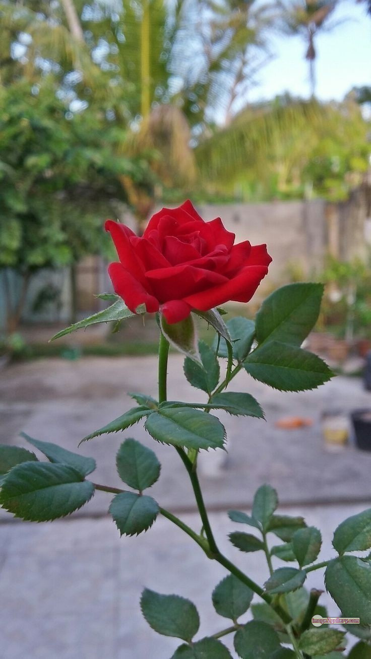 3300+ Beautiful Rose Flowers Image | Rose Flower HD Pic Download | 2861 red rose photo -(2)
