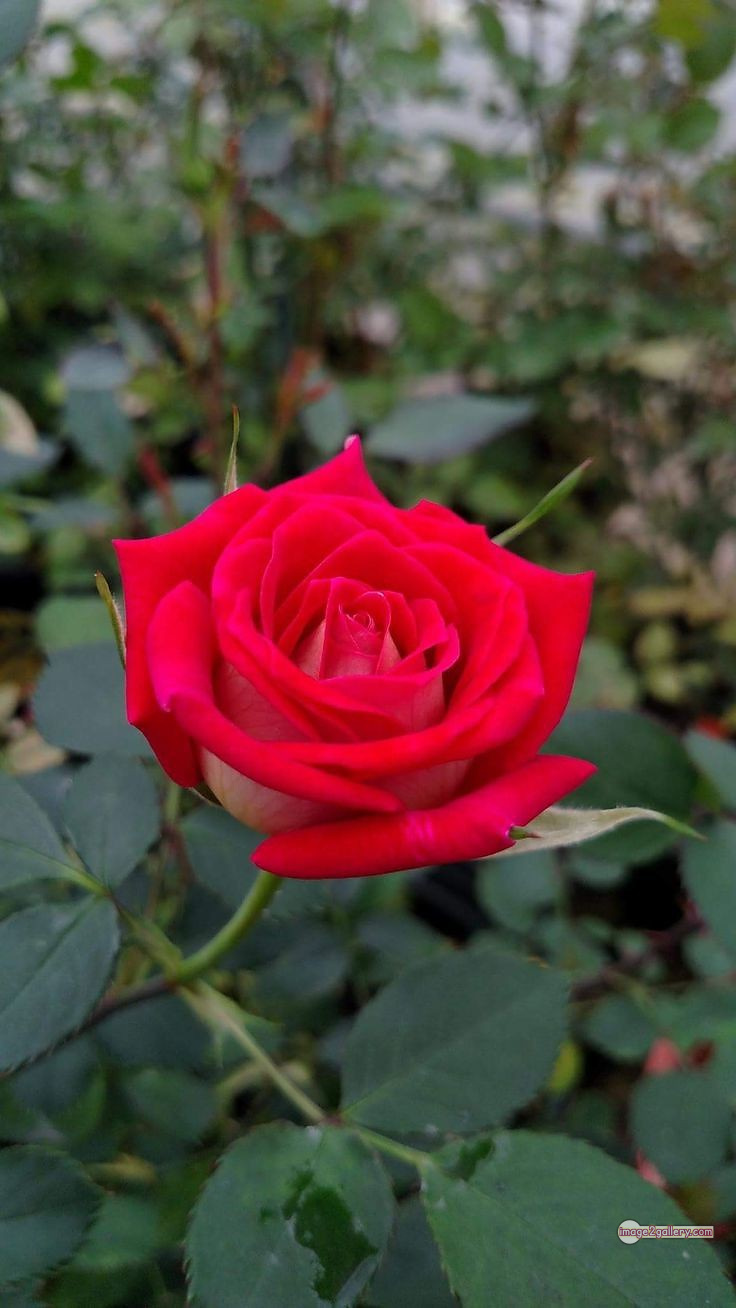 3300+ Beautiful Rose Flowers Image | Rose Flower HD Pic Download | 2944 red rose photo -(20)