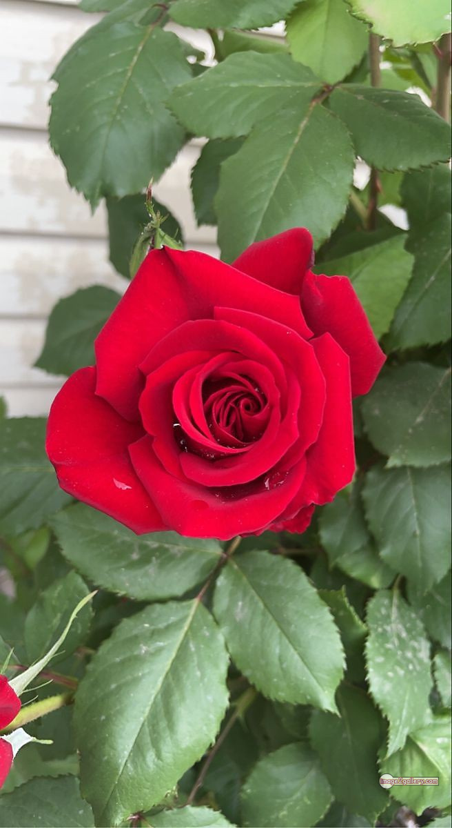 3300+ Beautiful Rose Flowers Image | Rose Flower HD Pic Download | 2945 red rose photo -(23)