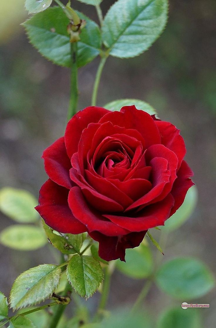 3300+ Beautiful Rose Flowers Image | Rose Flower HD Pic Download | 105 red rose photo -(25)